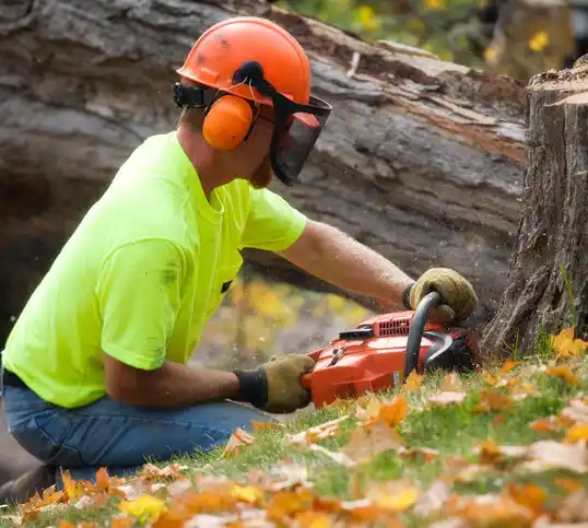 tree services Whitesburg